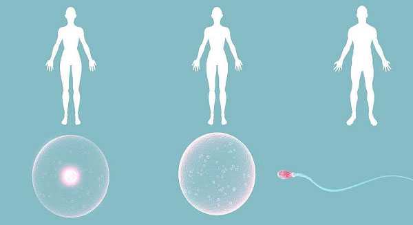 生完孩子宫颈切除_试管染色体有异常_试管移植怎么防止胎停？了解原因方能知